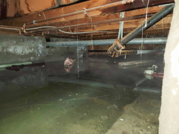 Best Carpet water damage restoration  in Hampton, TN